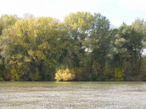 tisza2.jpg